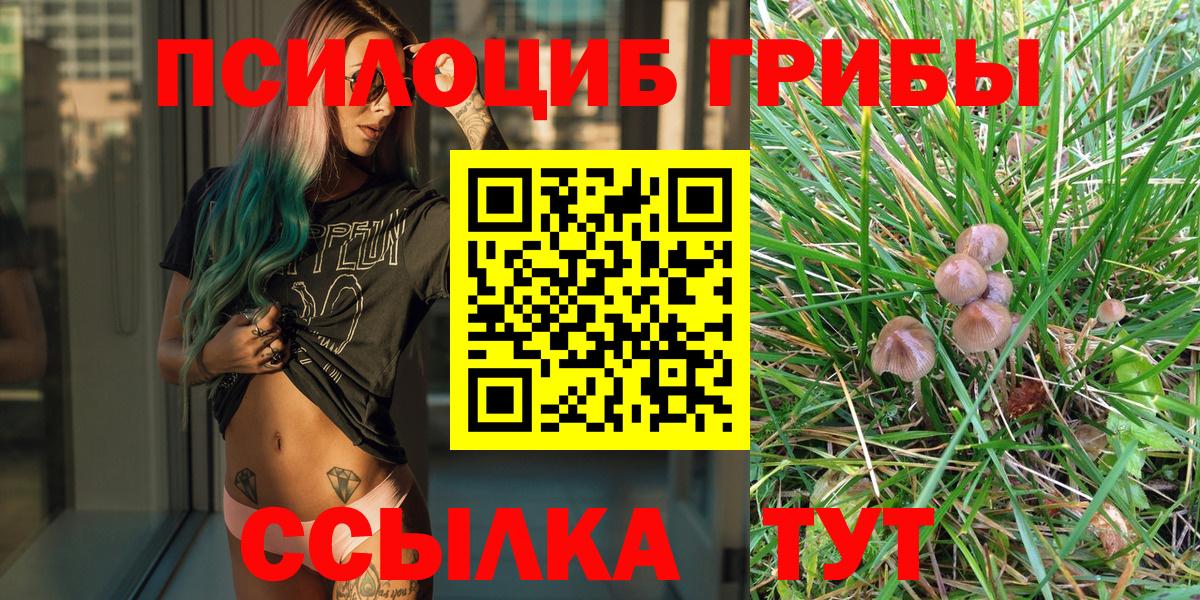 Галлюциногенные грибы Psilocybe Лесозаводск